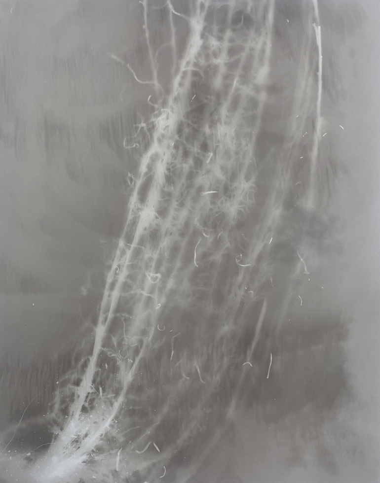 Amanda Williams, Phytograms IX (High Plains, Great Dividing Range) , 2023