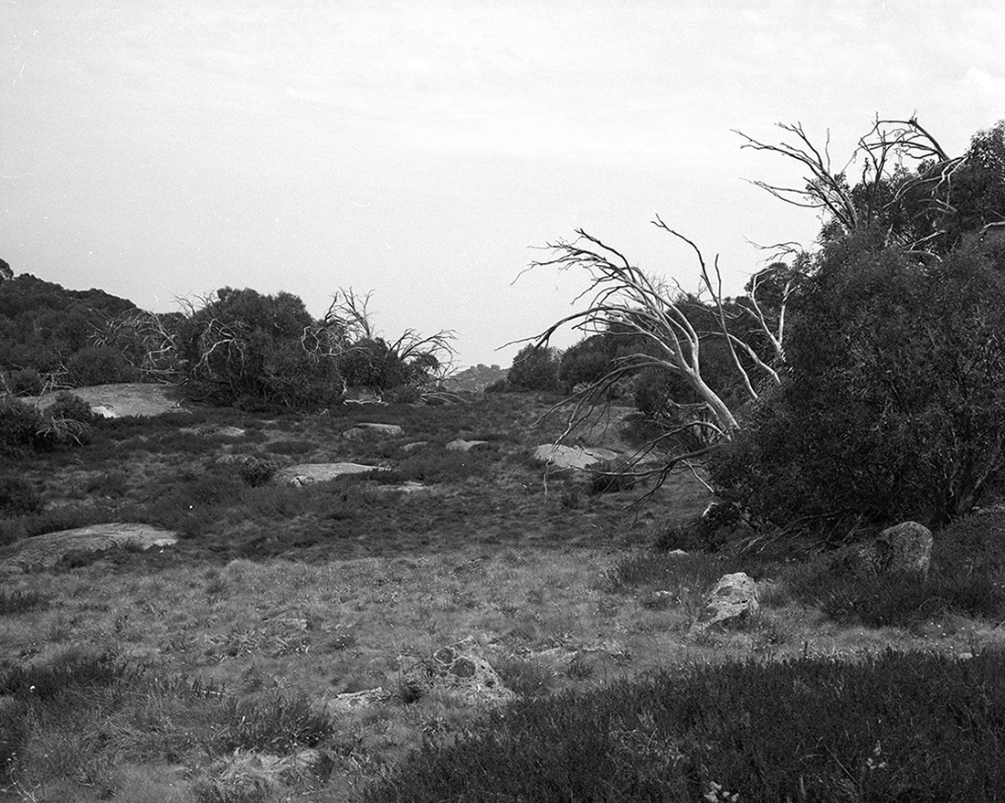 Amanda Williams, The Alpine Moth 6, 2021