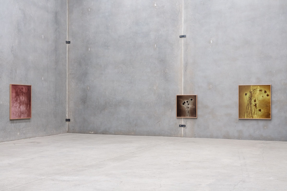 Amanda Williams: On the Action of the Rays of the Solar Spectrum