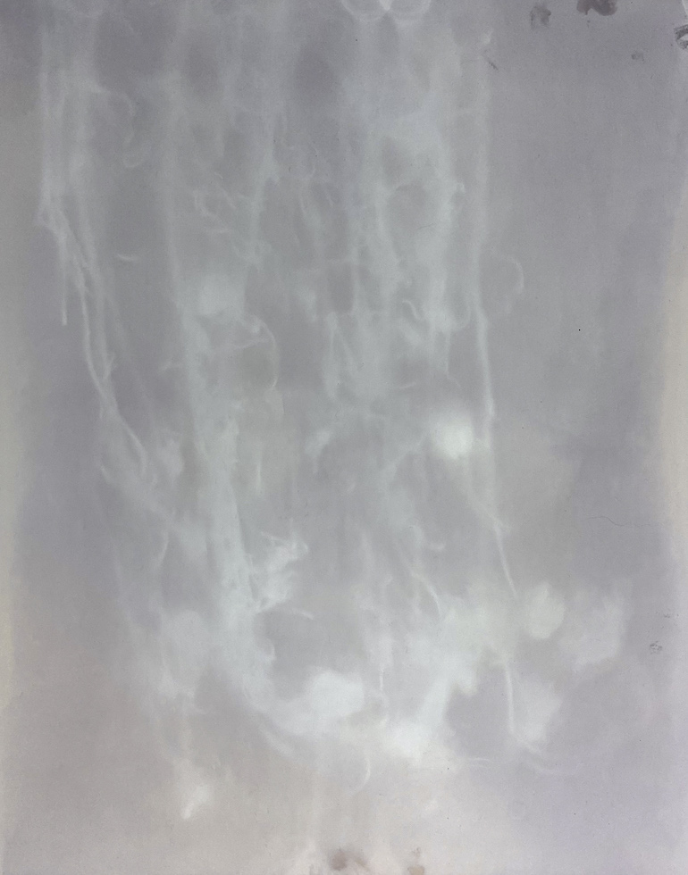 Amanda Williams, Phytograms VIII (High Plains, Great Dividing Range) , 2023