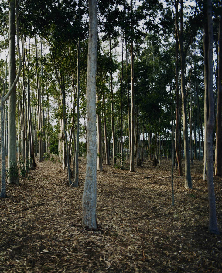 Amanda Williams, Avenues (stereoscope) 4, 2023