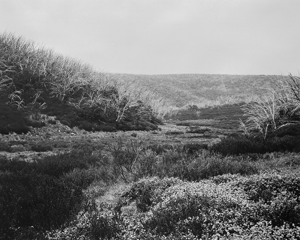 Amanda Williams, Bogong High Plains, Alpine National Park (4142/1), 2020