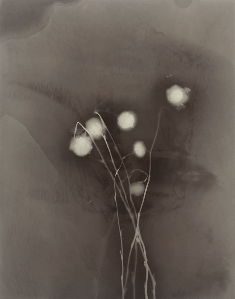 Amanda Williams, Phytograms VII (High Plains, Great Dividing Range) , 2023
