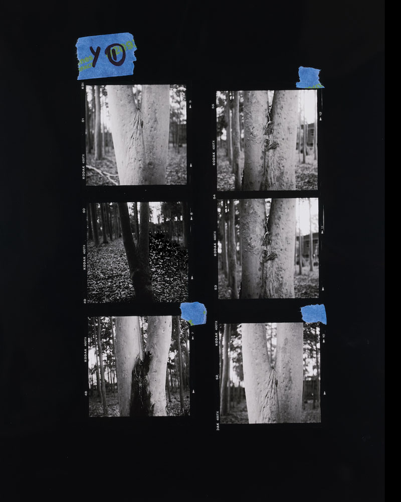 Amanda Williams, Proof sheet enlargement (Eucalyptus), 2023
