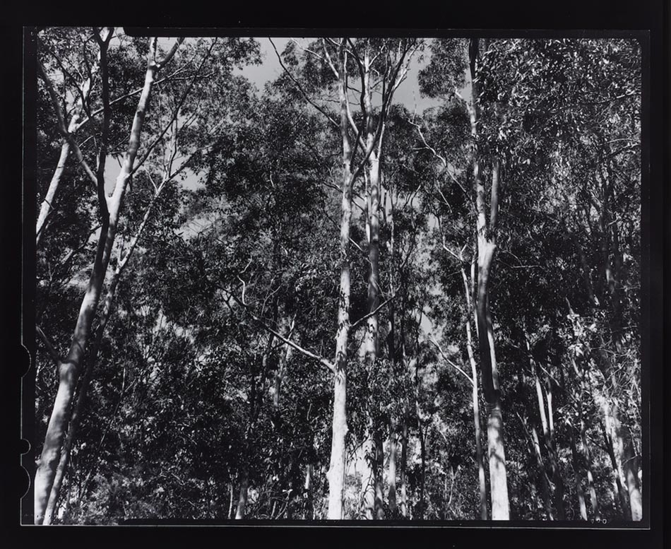 Amanda Williams, Max Dupain Linhof Technika 4, 2023