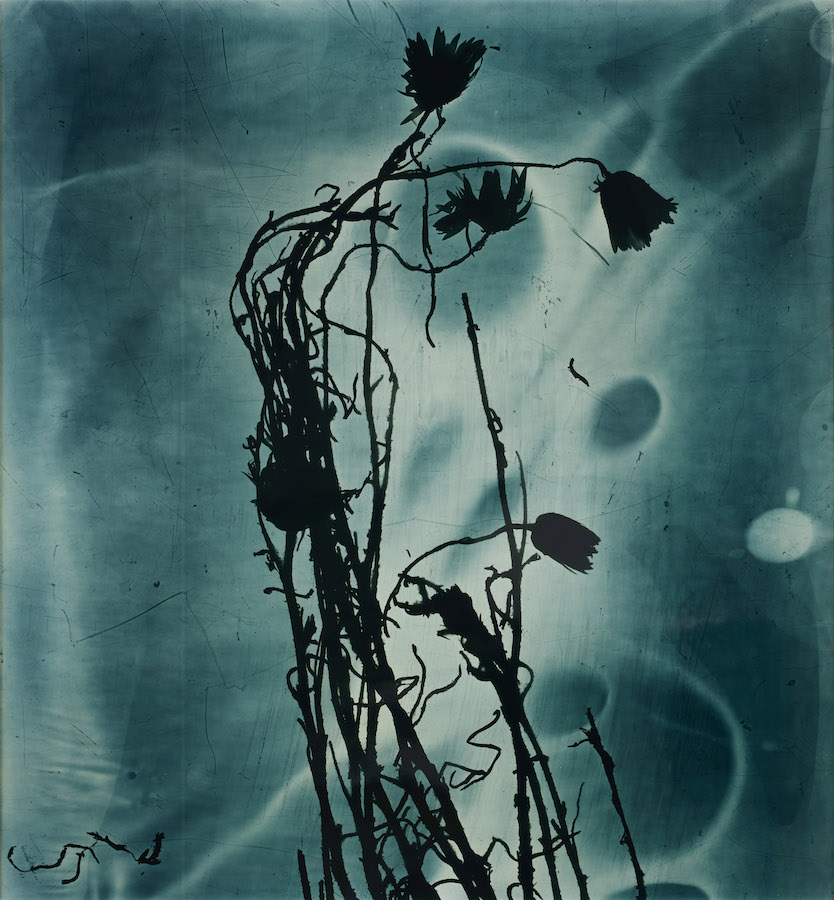 Amanda Williams, Xerochrysum subundulatum I (sky blue), 2023