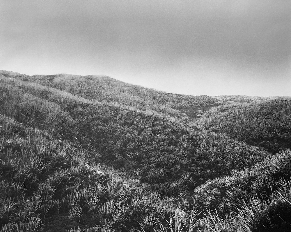 Amanda Williams, Bogong High Plains, Alpine National Park (4417/1), 2020