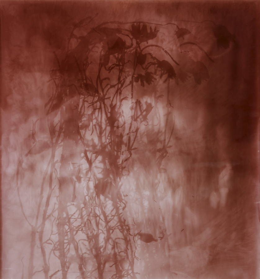 Amanda Williams, Xerochrysum subundulatum I (rose), 2023