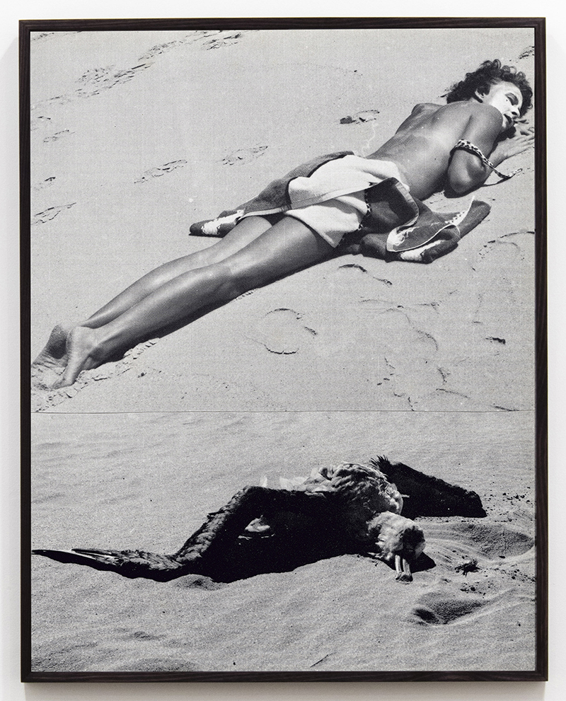 Lillian O'Neil, Albatross, 2017