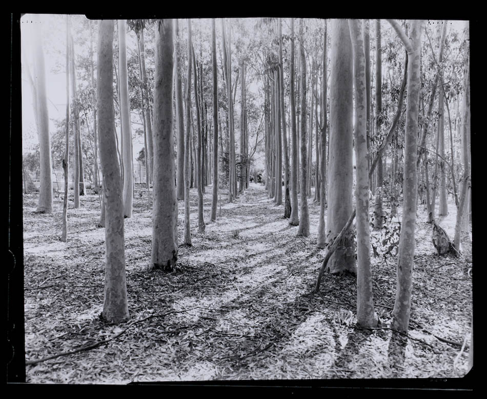 Amanda Williams, Max Dupain Linhof Technika 3, 2023