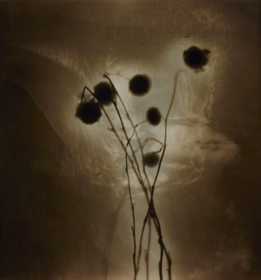 Amanda Williams, Craspedia adenophora (brown), 2023