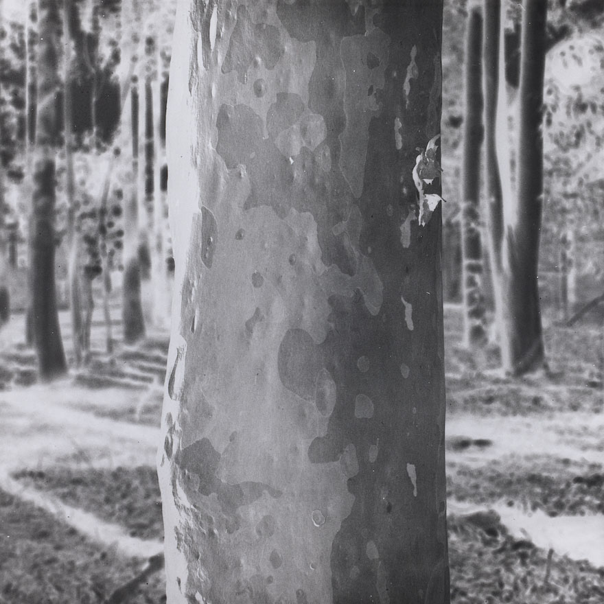 Amanda Williams, Tree portrait (Corymbia citriodora), 2023