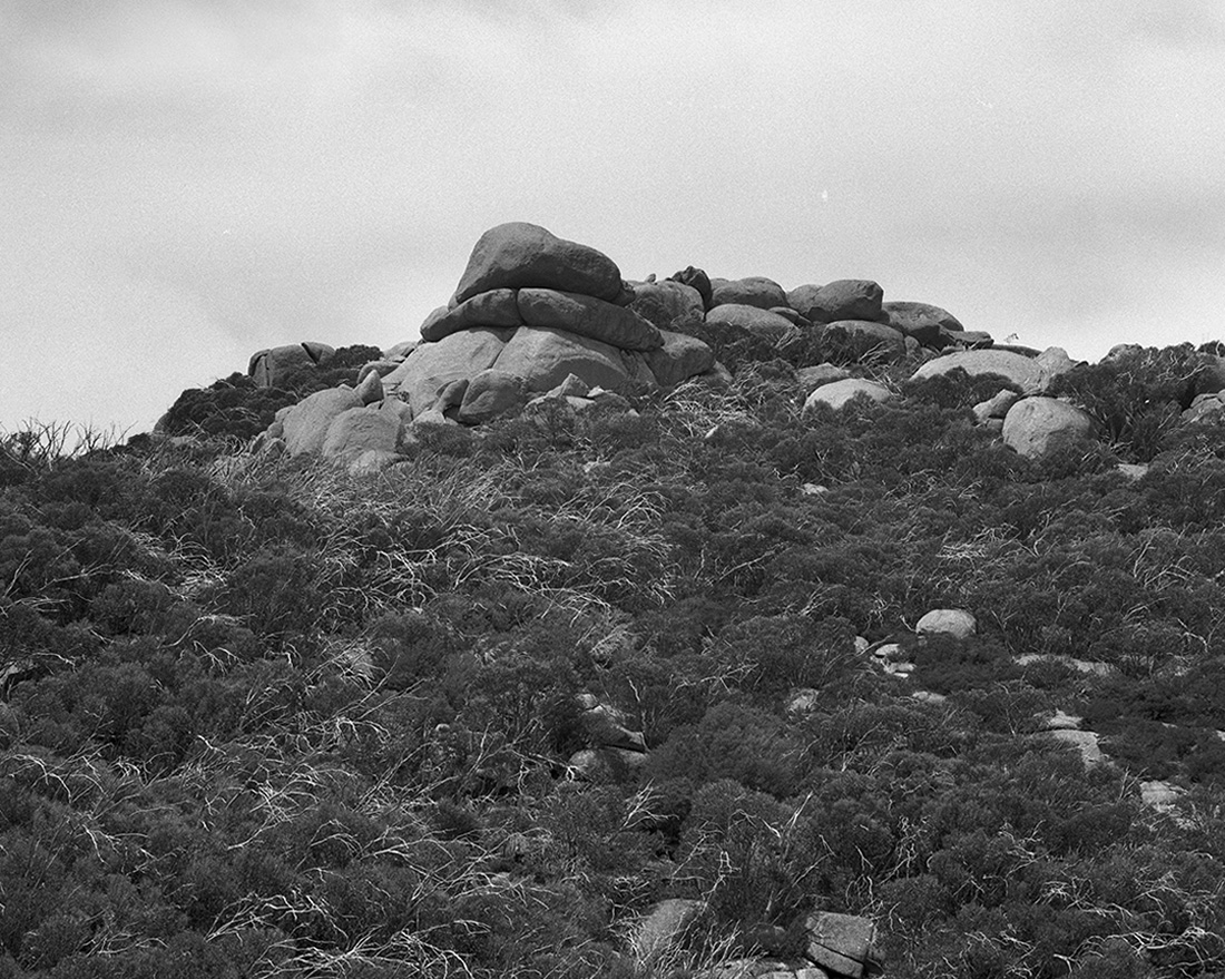 Amanda Williams, The Alpine Moth 4, 2021