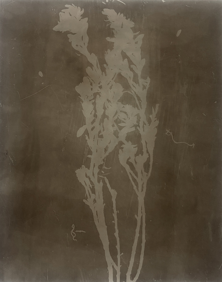 Amanda Williams, Phytograms I (High Plain, Great Dividing Range), 2023