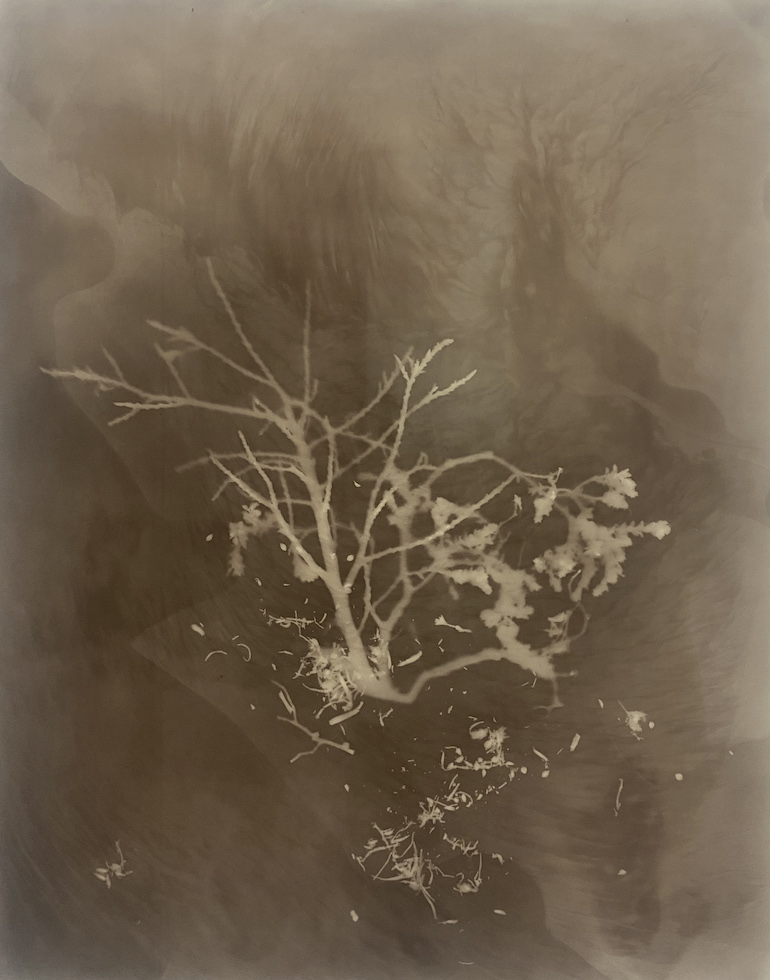 Amanda Williams, Phytograms III (High Plains, Great Dividing Range) , 2023