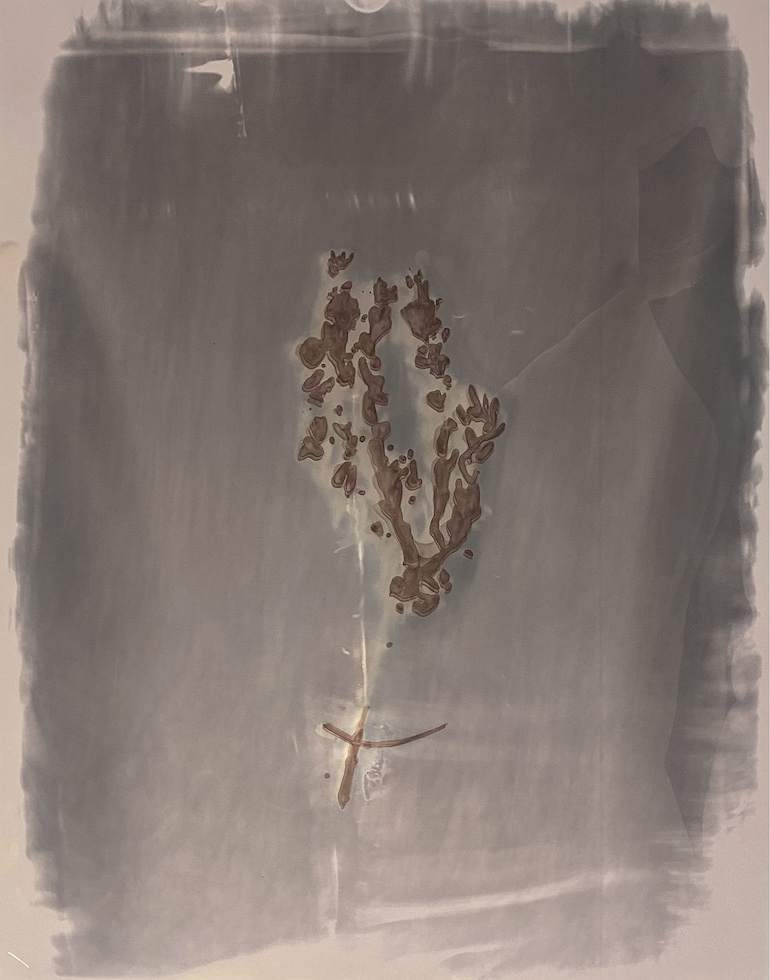 Amanda Williams, Phytograms VI (High Plains, Great Dividing Range) , 2023