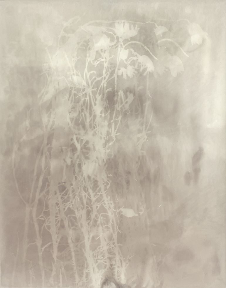 Amanda Williams, Phytograms IV (High Plains, Great Dividing Range) , 2023