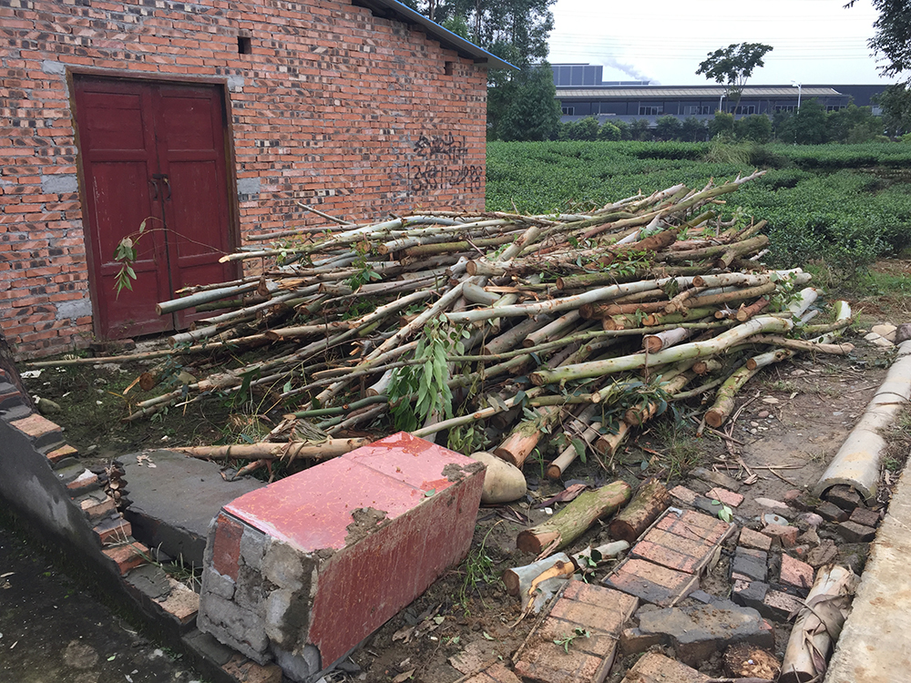 Eucalyptus branches and green tea farm in front of factory - Sichuan Province, China
