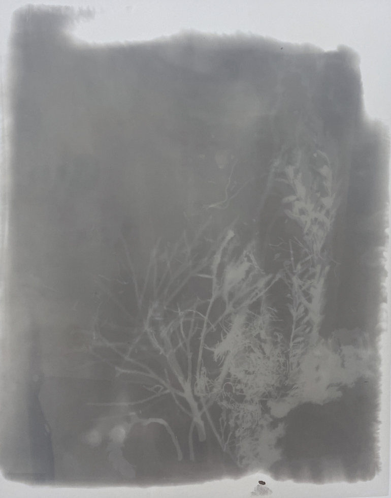 Amanda Williams, Phytograms V (High Plains, Great Dividing Range) , 2023