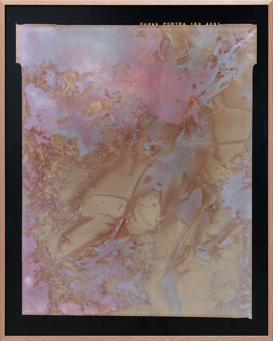 Amanda Williams, Lumen Print experimental eucalypt plantation (Copy on Kodak Portra 4x5, exposed January 2023) 1, 2023