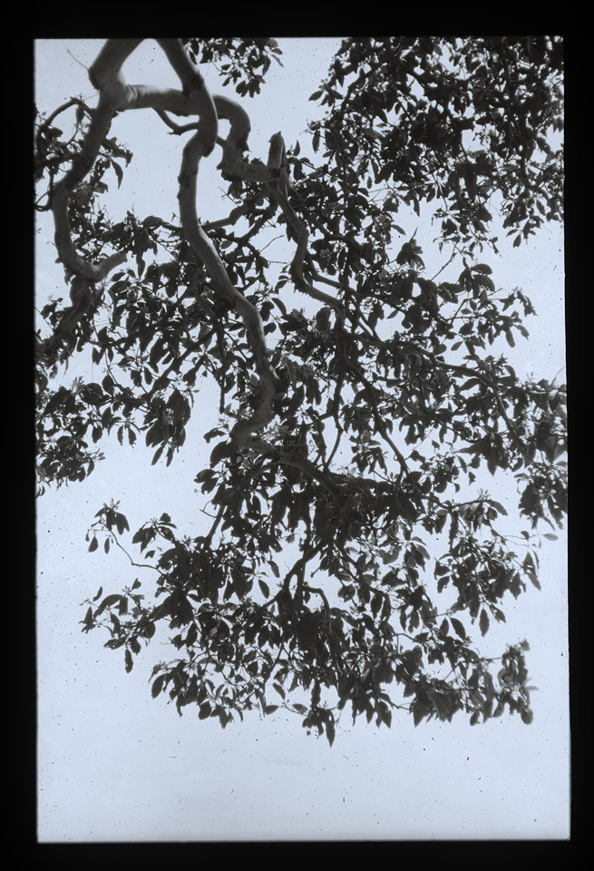 Gunter Christmann, SYDNEY - 16/80, 1974