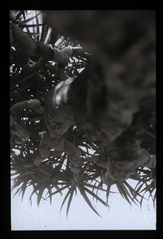 Gunter Christmann, SYDNEY - 32/80, 1974