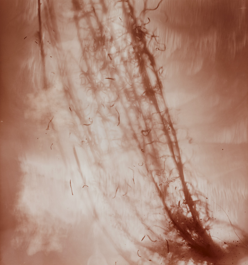 Amanda Williams, Xerochrysum subundulatum II (rose), 2023