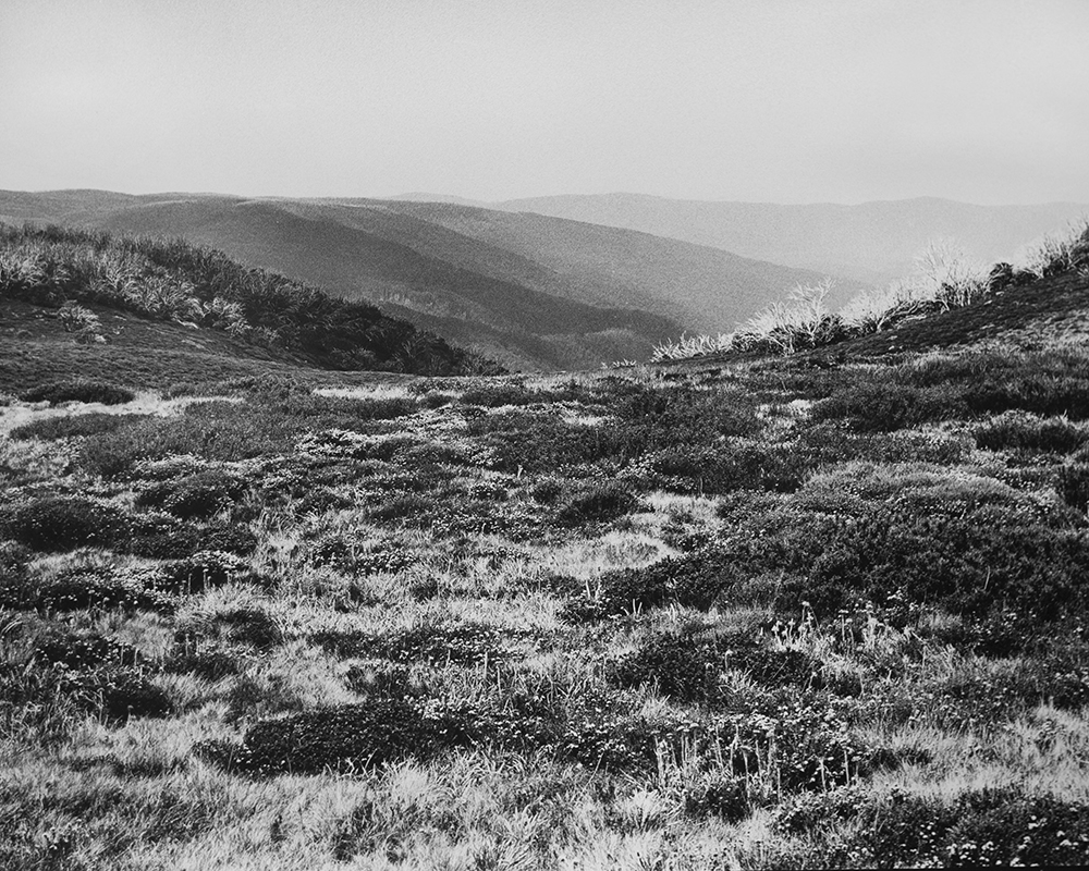 Amanda Williams, Bogong High Plains, Alpine National Park (4582/16), 2020