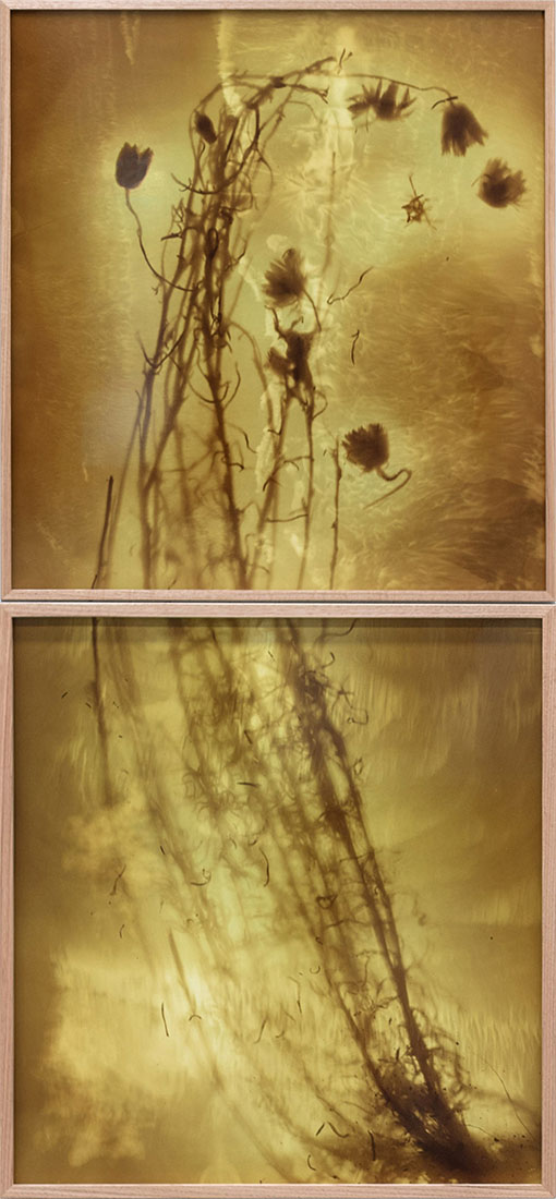 Amanda Williams, Xerochrysum subundulatum I and II (yellow) , 2023