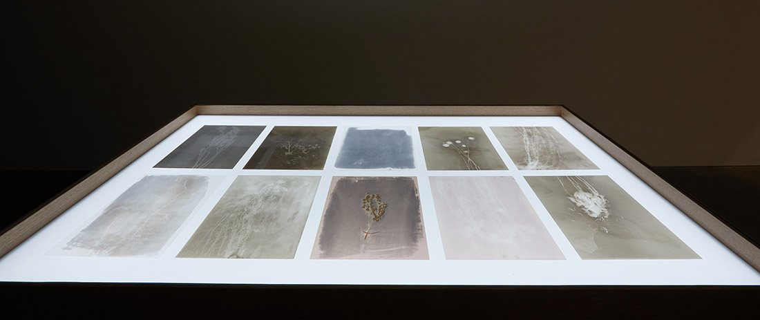 Amanda Williams, Phytograms (High Plain, Great Dividing Range), 2023