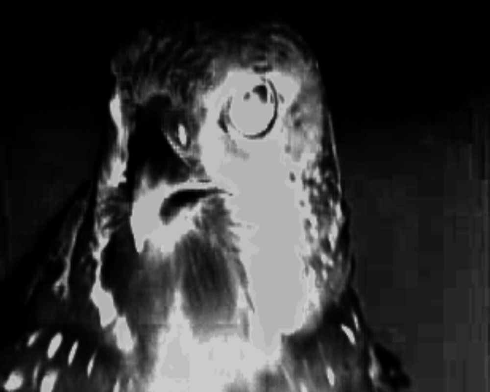 Nigel Milsom, Hawks and Doves, 2007