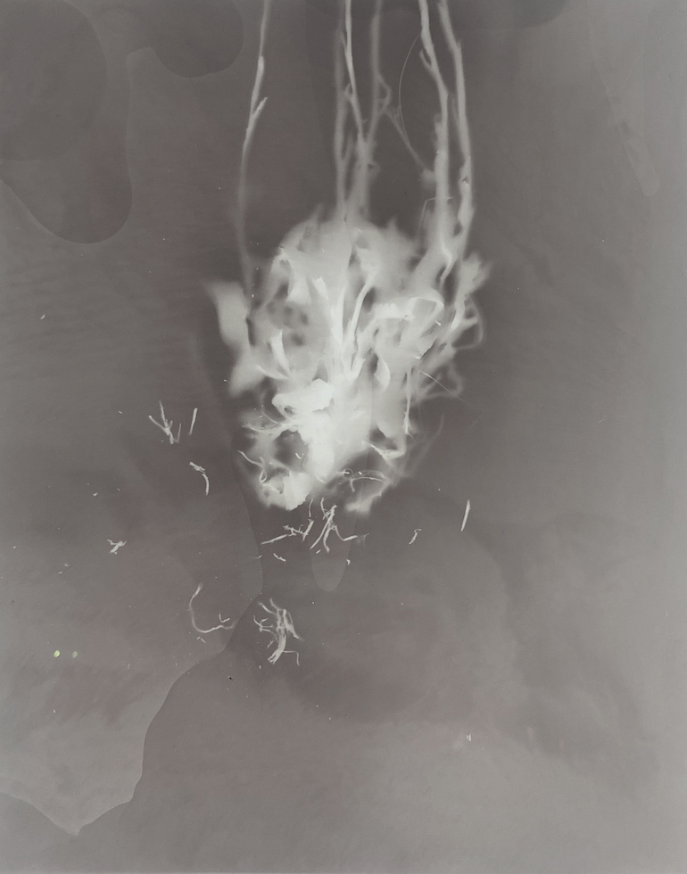 Amanda Williams, Phytograms X (High Plains, Great Dividing Range) , 2023