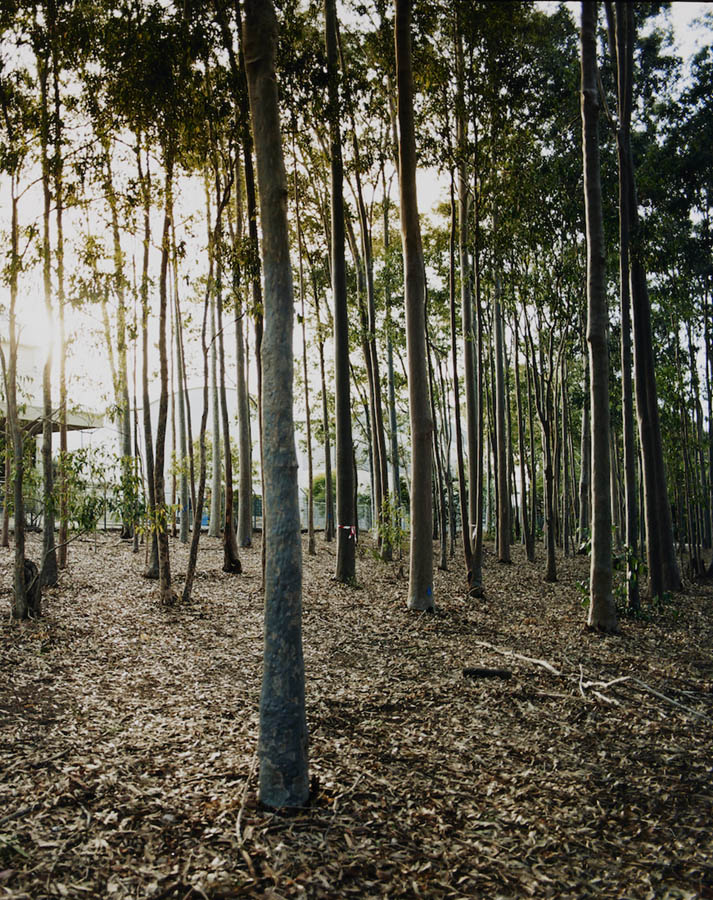 Amanda Williams, Avenues (stereoscope) 1, 2023