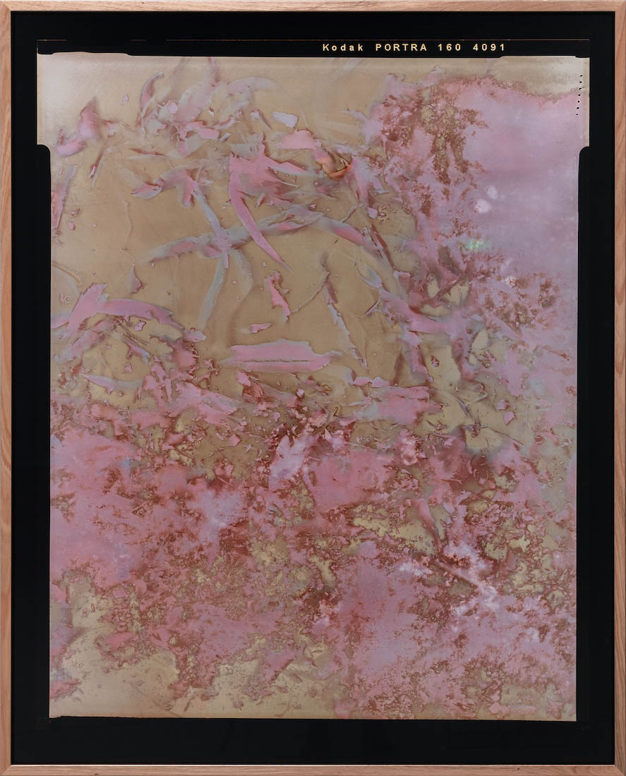 Amanda Williams, Lumen Print experimental eucalypt plantation (Copy on Kodak Portra 4x5, exposed January 2023) 2, 2023