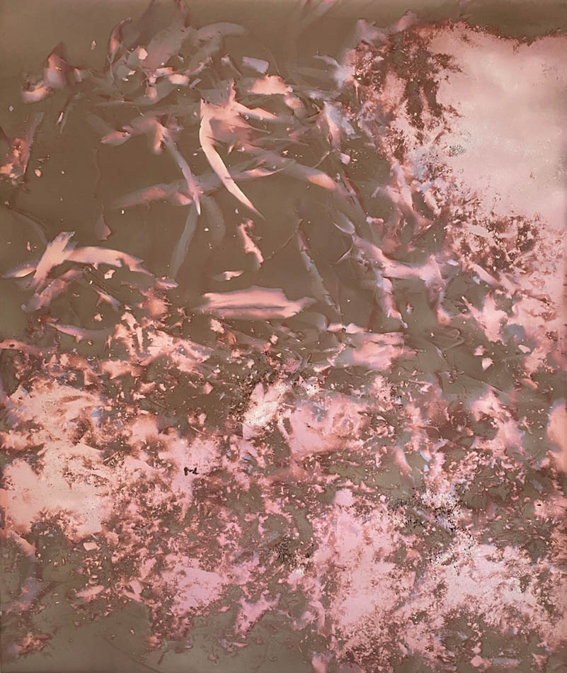 Amanda Williams, Lumen Print experimental eucalypt plantation (exposed August 2021) 2, 2021