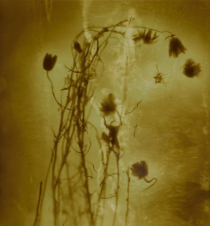 Amanda Williams, Xerochrysum subundulatum I (yellow), 2023