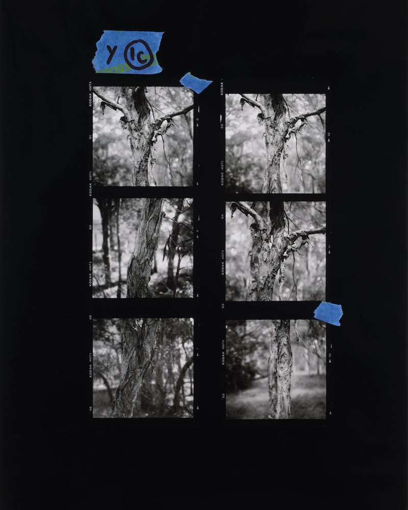 Amanda Williams, Proof sheet enlargement (Melaleuca), 2023