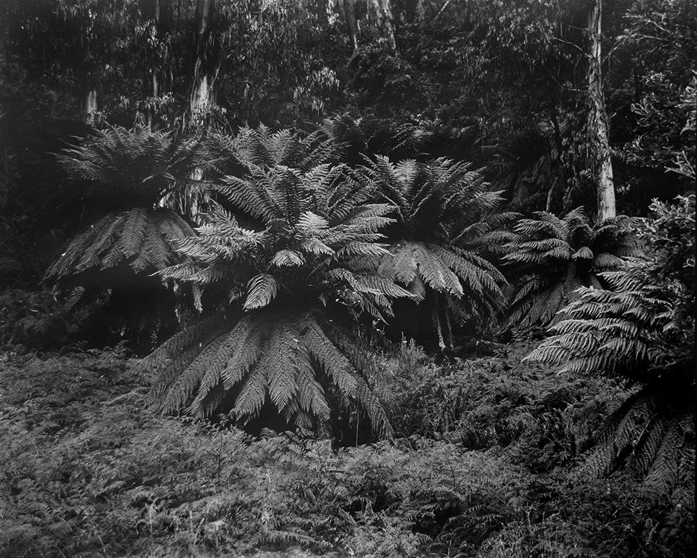 Amanda Williams, Fainter Creek, Alpine National Park (4585/1), 2020