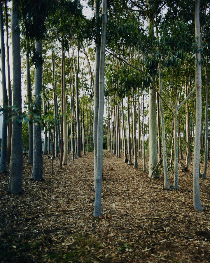 Amanda Williams, Avenues (stereoscope) 2, 2023