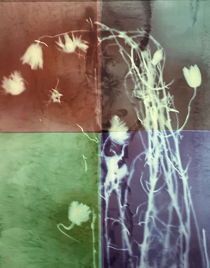 Amanda Williams, Xerochrysum subundulatum (colour test), 2023