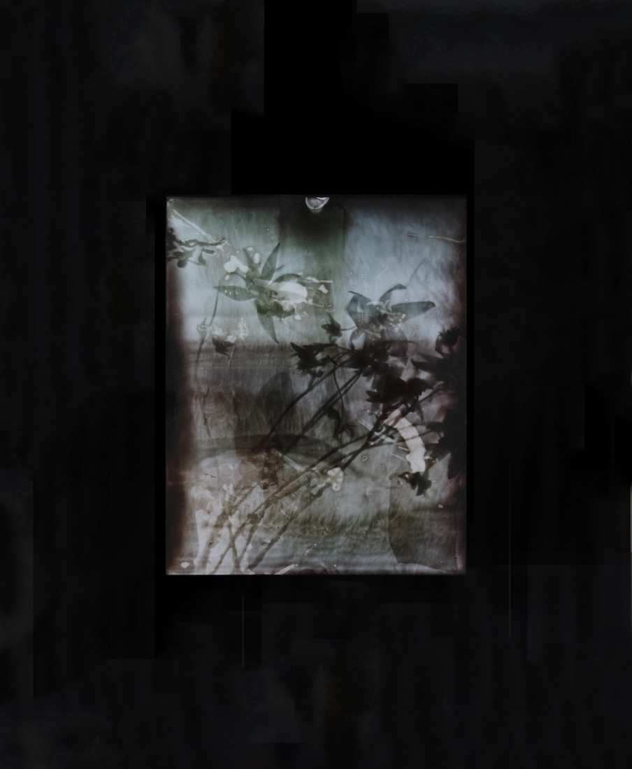 Amanda Williams, Actinotus helianthi (Flannel Flower) I, 2025