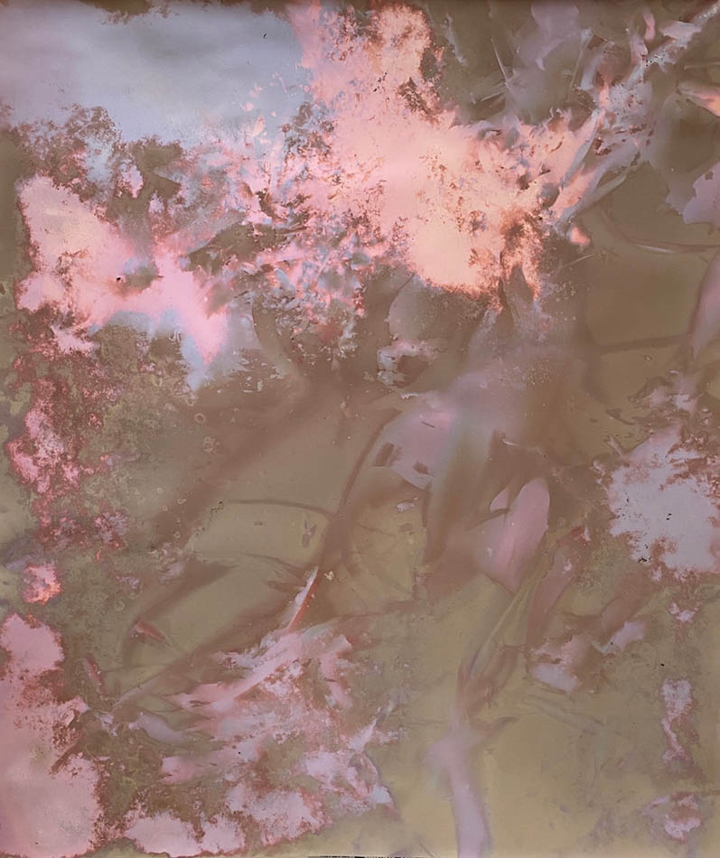 Amanda Williams, Lumen Print experimental eucalypt plantation (exposed August 2021) 1, 2021