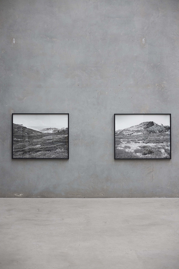 Amanda Williams: Alpine Bogs and Associated Fens