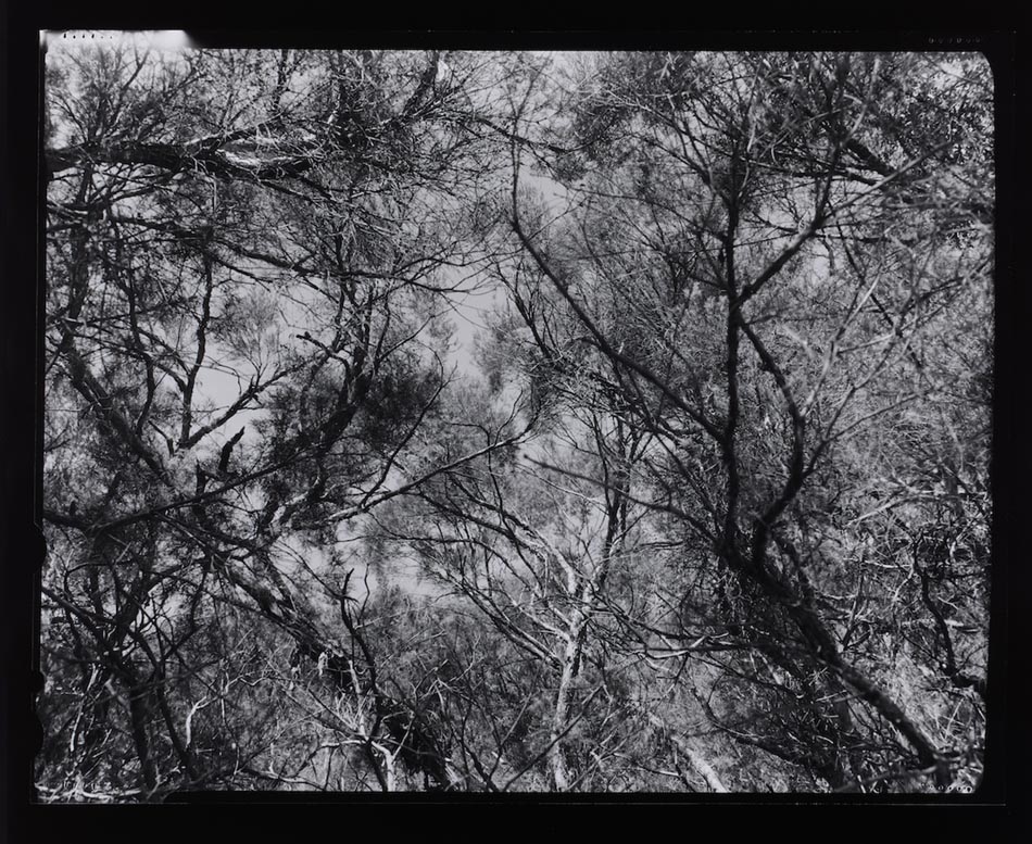 Amanda Williams, Max Dupain Linhof Technika 2, 2023