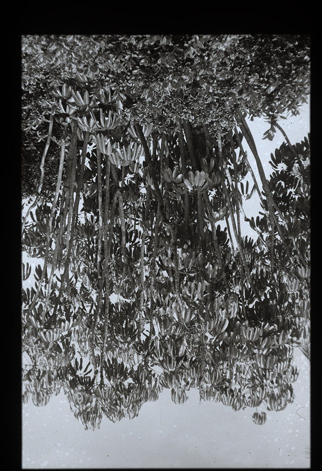 Gunter Christmann, SYDNEY - 20/80, 1974