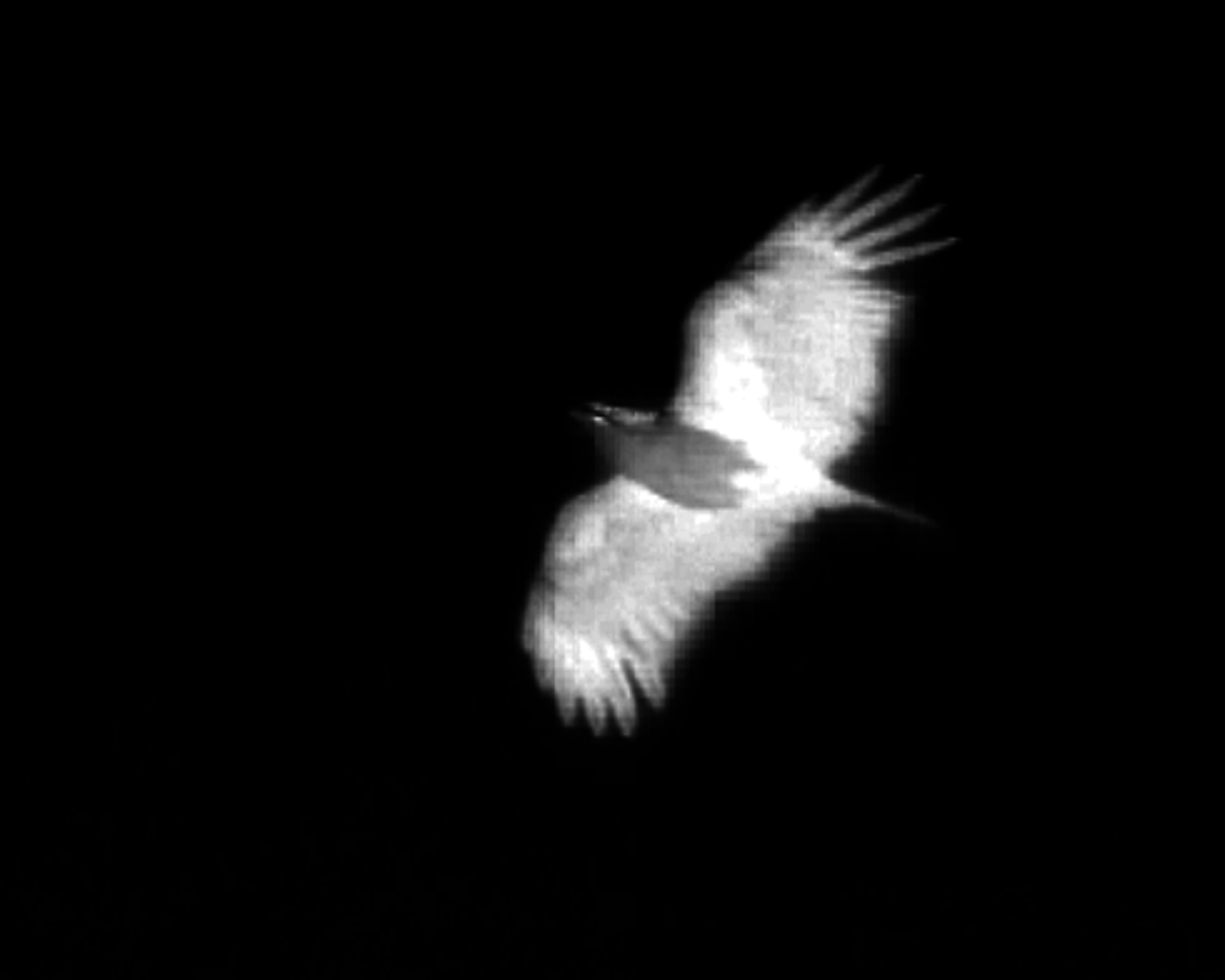 Nigel Milsom, Hawks and Doves, 2007