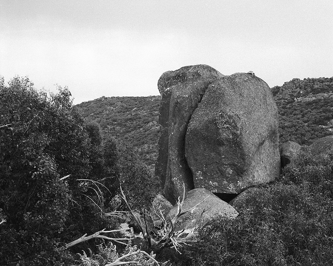 Amanda Williams, The Alpine Moth 5, 2021