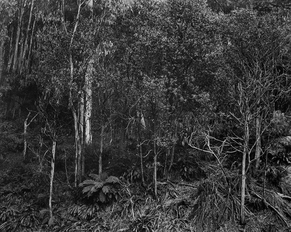 Amanda Williams, Fainter Creek, Alpine National Park (4417/16), 2020